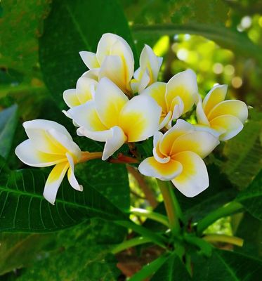 探訪深圳荷蘭花卉小鎮 繁花似錦的城市綠洲
