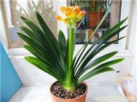 深圳市園內園藝工程紅嶺花木租擺服務詳情