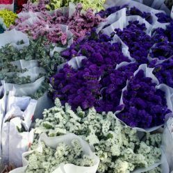 深圳花卉世界購物指南 地址、電話、營業(yè)時間與價格一覽