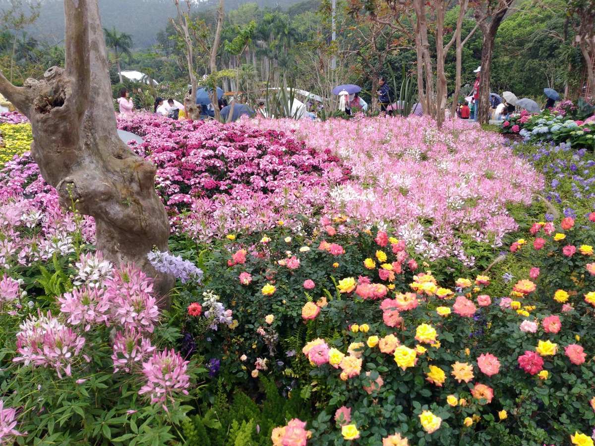 深圳仙湖植物園花展 都市綠心，花漾盛宴