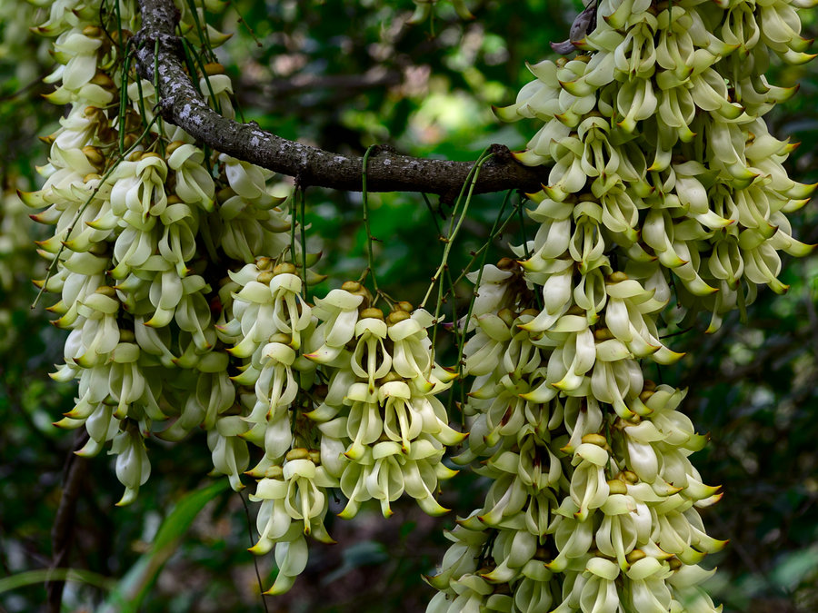 禾雀花下，深圳的生態之眼