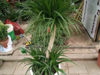 綠意盎然的鵬城 深圳園林綠化、鮮花綠植與花卉產業巡禮