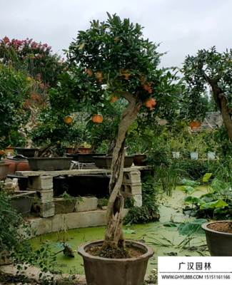 深圳石榴盆景批發(fā)市場指南 探尋花木薈萃之地