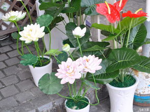 駕著女神，帶你發(fā)現(xiàn)深圳之美 徜徉荷蘭花卉小鎮(zhèn)，尋訪都市里的秘密花園